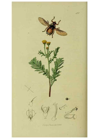 Reproducción/Reproduction 49640951096: British entomology :. London,Printed for the author,1823-1840 [i.e. 1840].. 
