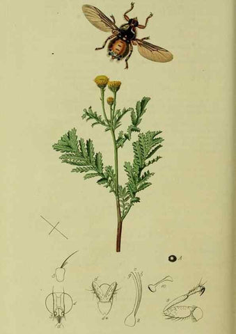 Reproducción/Reproduction 49640951096: British entomology :. London,Printed for the author,1823-1840 [i.e. 1840].. 