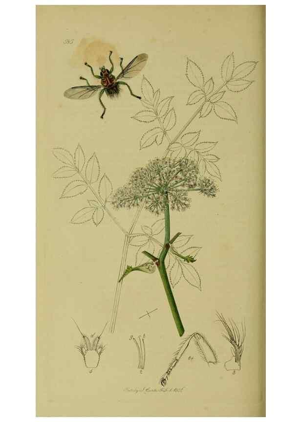 Reproducción/Reproduction 49641227192: British entomology :. London,Printed for the author,1823-1840 [i.e. 1840].. 