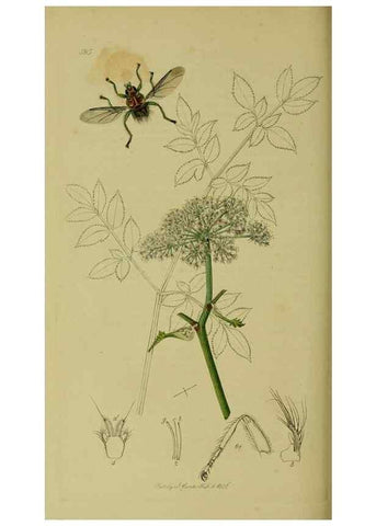 Reproducción/Reproduction 49641227192: British entomology :. London,Printed for the author,1823-1840 [i.e. 1840].. 