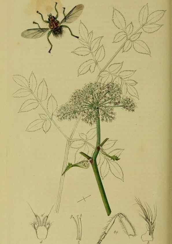 Reproducción/Reproduction 49641227192: British entomology :. London,Printed for the author,1823-1840 [i.e. 1840].. 