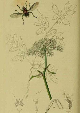 Reproducción/Reproduction 49641227192: British entomology :. London,Printed for the author,1823-1840 [i.e. 1840].. 
