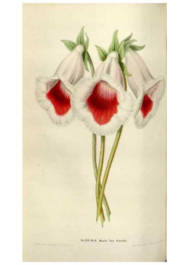 Reproducción/Reproduction 49642951608: Flore des serres et des jardins de l'Europe. A Gand :chez Louis van Houtte, eÌditeur,1845-1880.. 