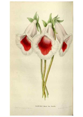 Reproducción/Reproduction 49642951608: Flore des serres et des jardins de l'Europe. A Gand :chez Louis van Houtte, eÌditeur,1845-1880.. 
