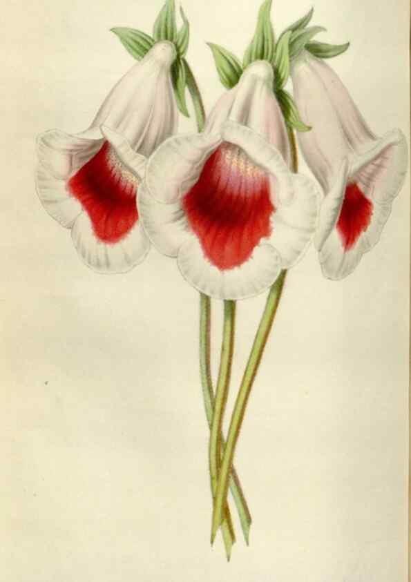 Reproducción/Reproduction 49642951608: Flore des serres et des jardins de l'Europe. A Gand :chez Louis van Houtte, eÌditeur,1845-1880.. 