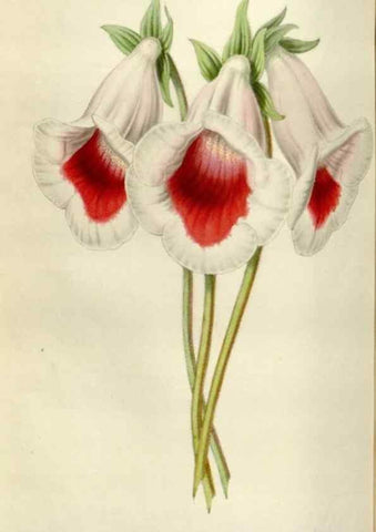 Reproducción/Reproduction 49642951608: Flore des serres et des jardins de l'Europe. A Gand :chez Louis van Houtte, eÌditeur,1845-1880.. 