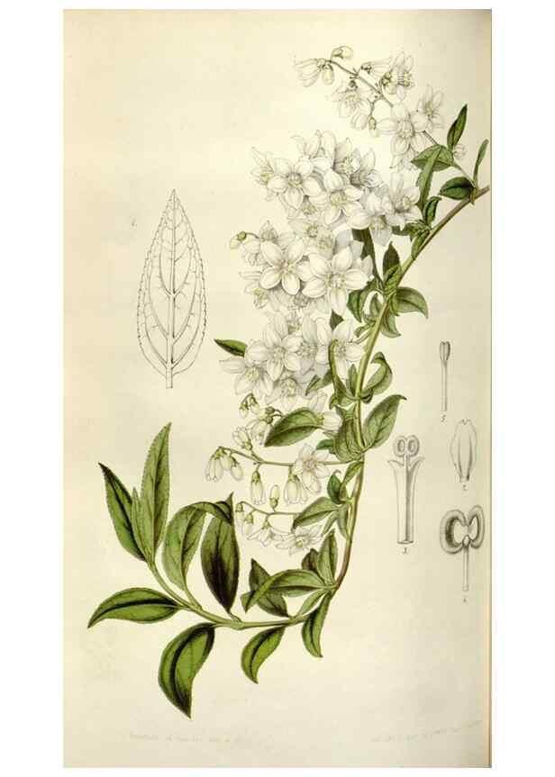 Reproducción/Reproduction 49643479176: Flore des serres et des jardins de l'Europe. A Gand :chez Louis van Houtte, eÌditeur,1845-1880.. 
