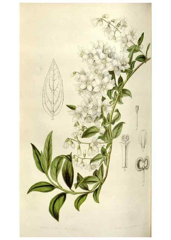 Reproducción/Reproduction 49643479176: Flore des serres et des jardins de l'Europe. A Gand :chez Louis van Houtte, eÌditeur,1845-1880.. 
