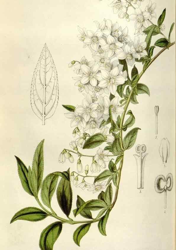 Reproducción/Reproduction 49643479176: Flore des serres et des jardins de l'Europe. A Gand :chez Louis van Houtte, eÌditeur,1845-1880.. 