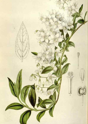 Reproducción/Reproduction 49643479176: Flore des serres et des jardins de l'Europe. A Gand :chez Louis van Houtte, eÌditeur,1845-1880.. 