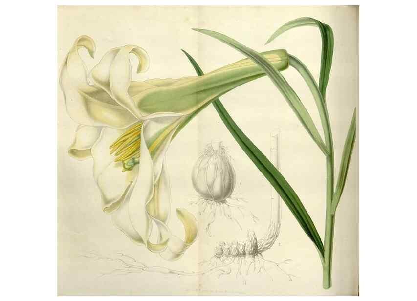 Reproducción/Reproduction 49643479351: Flore des serres et des jardins de l'Europe. A Gand :chez Louis van Houtte, eÌditeur,1845-1880.. 
