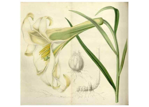 Reproducción/Reproduction 49643479351: Flore des serres et des jardins de l'Europe. A Gand :chez Louis van Houtte, eÌditeur,1845-1880.. 