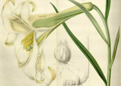 Reproducción/Reproduction 49643479351: Flore des serres et des jardins de l'Europe. A Gand :chez Louis van Houtte, eÌditeur,1845-1880.. 
