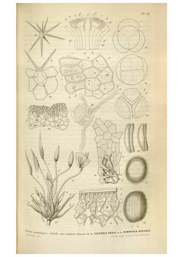 Reproducción/Reproduction 49643479566: Flore des serres et des jardins de l'Europe. A Gand :chez Louis van Houtte, eÌditeur,1845-1880.. 