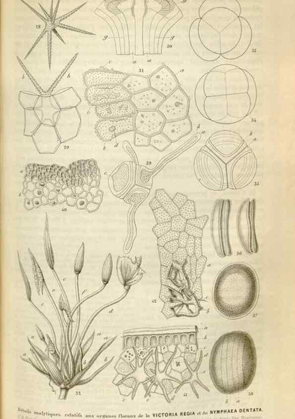 Reproducción/Reproduction 49643479566: Flore des serres et des jardins de l'Europe. A Gand :chez Louis van Houtte, eÌditeur,1845-1880.. 