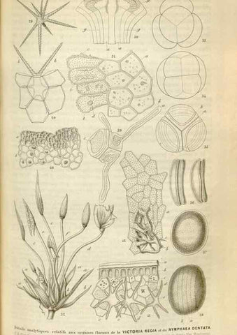 Reproducción/Reproduction 49643479566: Flore des serres et des jardins de l'Europe. A Gand :chez Louis van Houtte, eÌditeur,1845-1880.. 