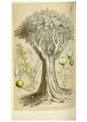 Reproducción/Reproduction 49643755807: Flore des serres et des jardins de l'Europe. A Gand :chez Louis van Houtte, eÌditeur,1845-1880.. 