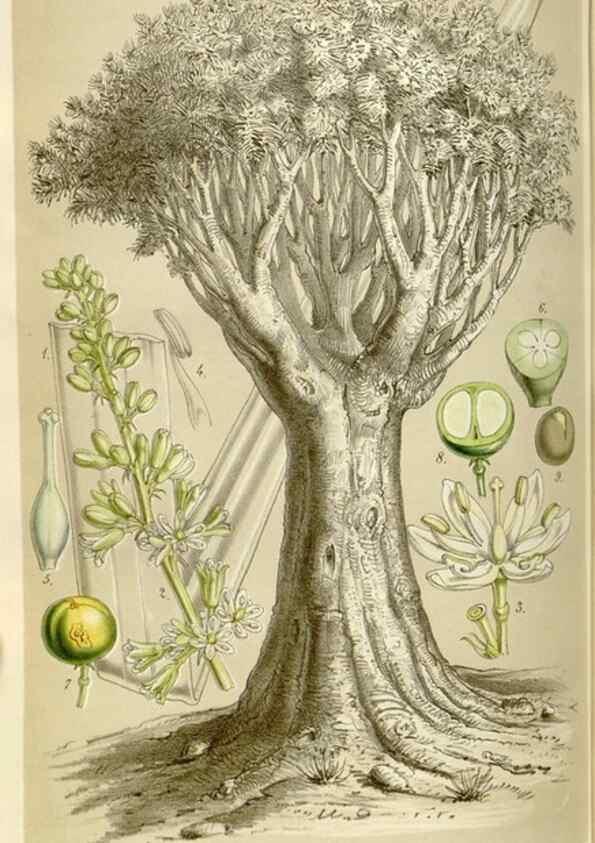Reproducción/Reproduction 49643755807: Flore des serres et des jardins de l'Europe. A Gand :chez Louis van Houtte, eÌditeur,1845-1880.. 