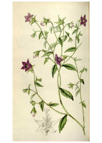 Reproducción/Reproduction 49642952853: Flore des serres et des jardins de l'Europe. A Gand :chez Louis van Houtte, eÌditeur,1845-1880.. 