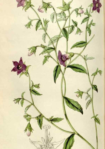 Reproducción/Reproduction 49642952853: Flore des serres et des jardins de l'Europe. A Gand :chez Louis van Houtte, eÌditeur,1845-1880.. 