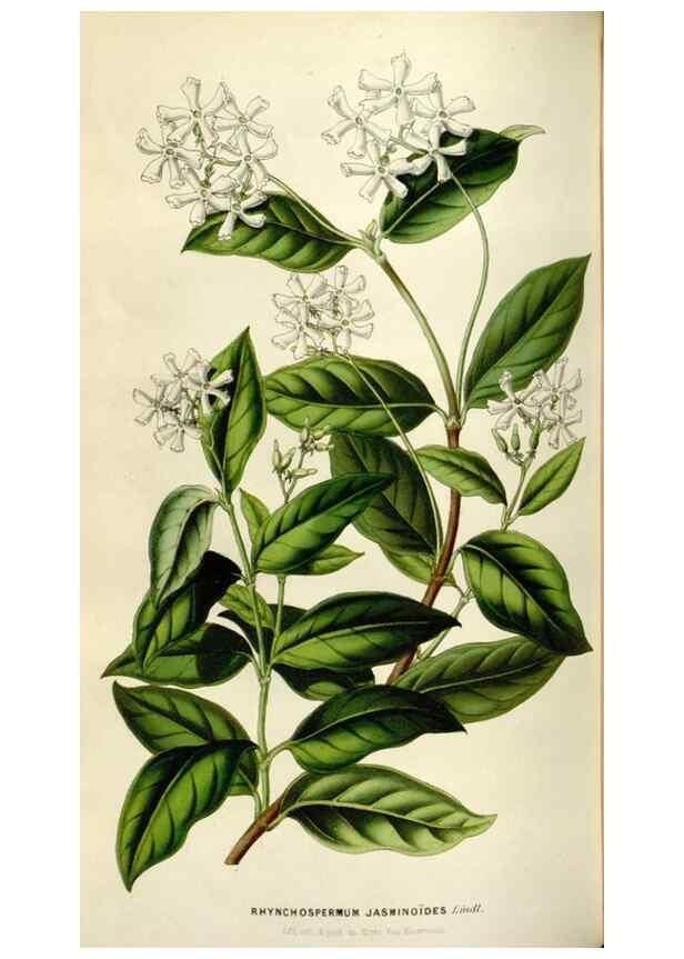 Reproducción/Reproduction 49643480331: Flore des serres et des jardins de l'Europe. A Gand :chez Louis van Houtte, eÌditeur,1845-1880.. 