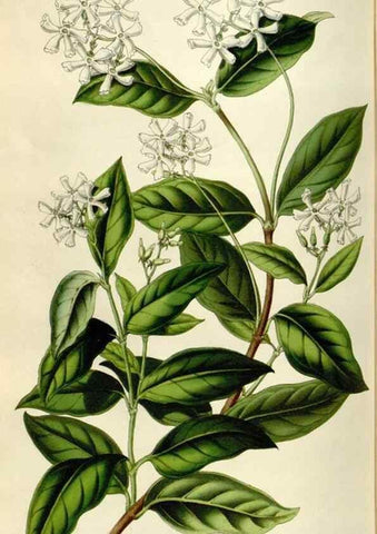 Reproducción/Reproduction 49643480331: Flore des serres et des jardins de l'Europe. A Gand :chez Louis van Houtte, eÌditeur,1845-1880.. 