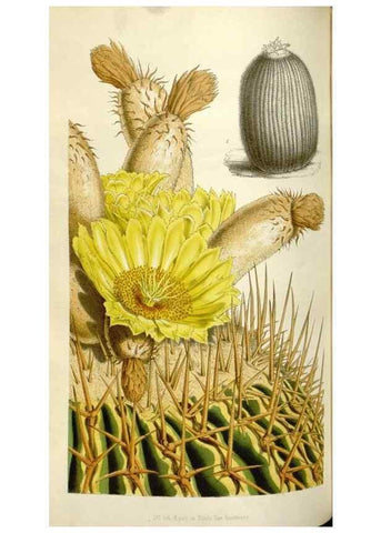 Reproducción/Reproduction 49643756512: Flore des serres et des jardins de l'Europe. A Gand :chez Louis van Houtte, eÌditeur,1845-1880.. 