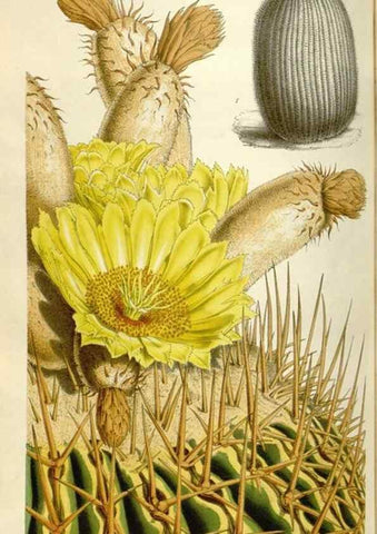 Reproducción/Reproduction 49643756512: Flore des serres et des jardins de l'Europe. A Gand :chez Louis van Houtte, eÌditeur,1845-1880.. 
