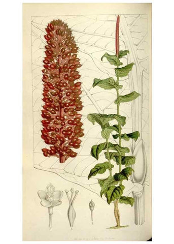 Reproducción/Reproduction 49642953613: Flore des serres et des jardins de l'Europe. A Gand :chez Louis van Houtte, eÌditeur,1845-1880.. 