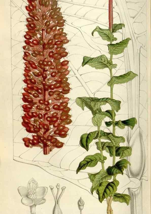 Reproducción/Reproduction 49642953613: Flore des serres et des jardins de l'Europe. A Gand :chez Louis van Houtte, eÌditeur,1845-1880.. 