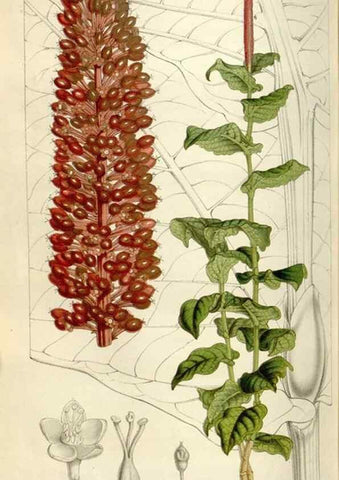 Reproducción/Reproduction 49642953613: Flore des serres et des jardins de l'Europe. A Gand :chez Louis van Houtte, eÌditeur,1845-1880.. 