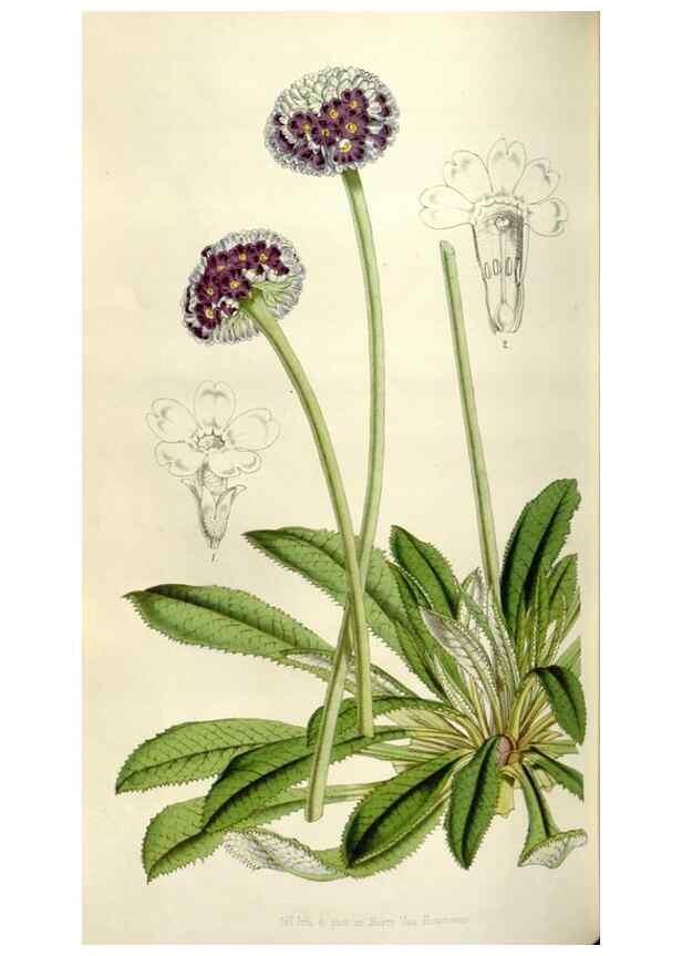 Reproducción/Reproduction 49642953873: Flore des serres et des jardins de l'Europe. A Gand :chez Louis van Houtte, eÌditeur,1845-1880.. 