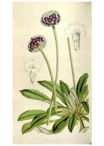 Reproducción/Reproduction 49642953873: Flore des serres et des jardins de l'Europe. A Gand :chez Louis van Houtte, eÌditeur,1845-1880.. 