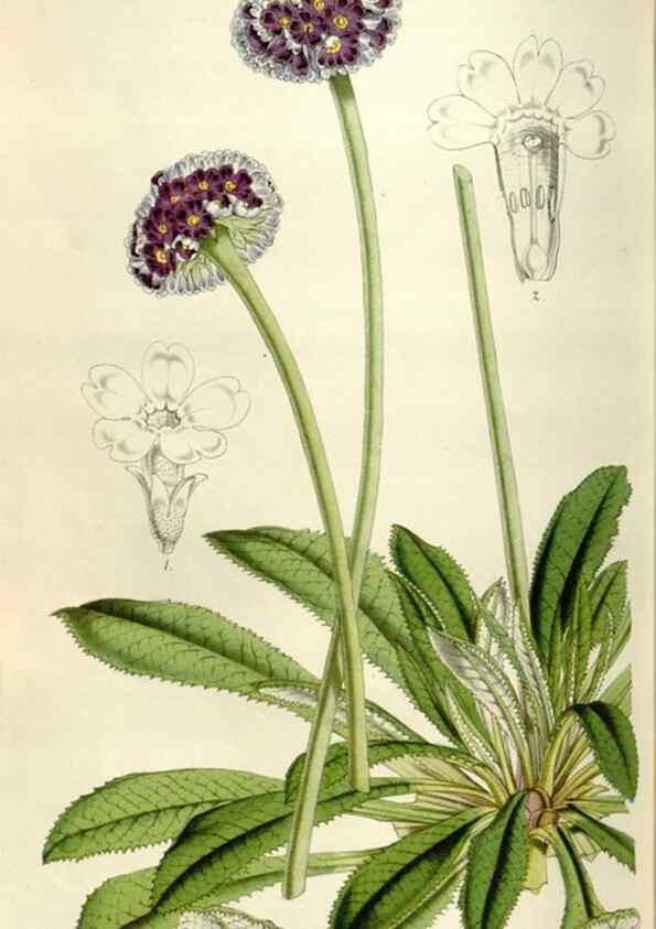 Reproducción/Reproduction 49642953873: Flore des serres et des jardins de l'Europe. A Gand :chez Louis van Houtte, eÌditeur,1845-1880.. 