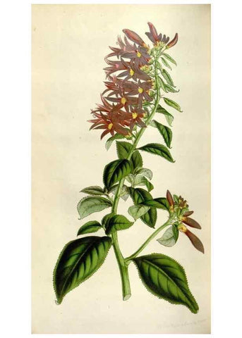 Reproducción/Reproduction 49642954093: Flore des serres et des jardins de l'Europe. A Gand :chez Louis van Houtte, eÌditeur,1845-1880.. 