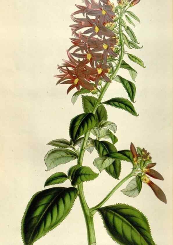 Reproducción/Reproduction 49642954093: Flore des serres et des jardins de l'Europe. A Gand :chez Louis van Houtte, eÌditeur,1845-1880.. 