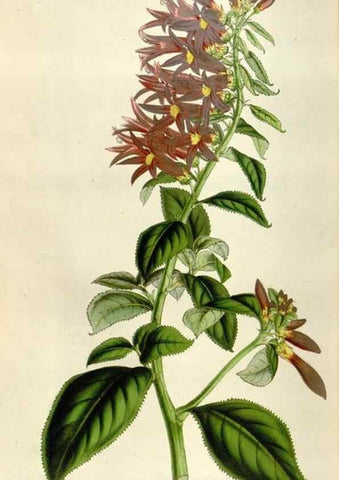 Reproducción/Reproduction 49642954093: Flore des serres et des jardins de l'Europe. A Gand :chez Louis van Houtte, eÌditeur,1845-1880.. 