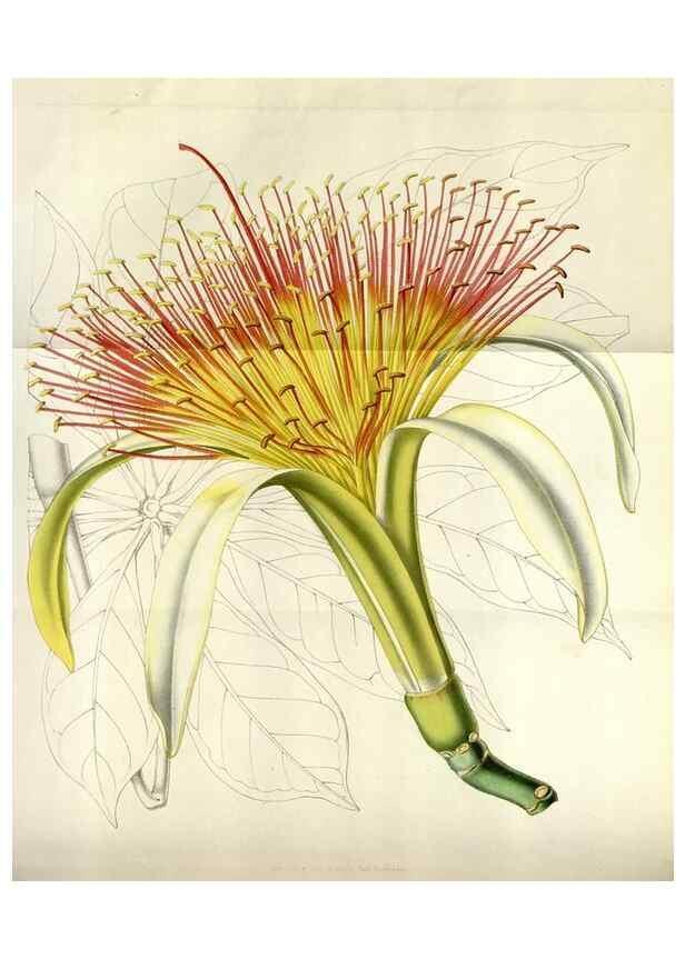 Reproducción/Reproduction 49643481396: Flore des serres et des jardins de l'Europe. A Gand :chez Louis van Houtte, eÌditeur,1845-1880.. 