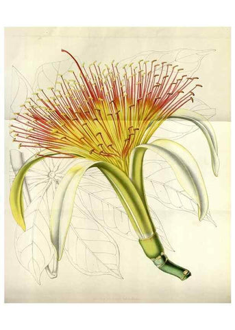 Reproducción/Reproduction 49643481396: Flore des serres et des jardins de l'Europe. A Gand :chez Louis van Houtte, eÌditeur,1845-1880.. 