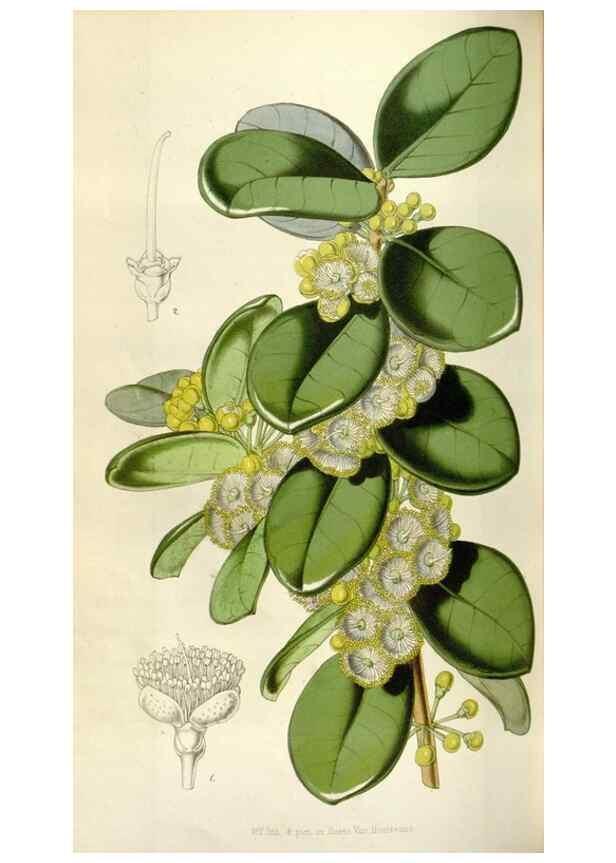 Reproducción/Reproduction 49643481651: Flore des serres et des jardins de l'Europe. A Gand :chez Louis van Houtte, eÌditeur,1845-1880.. 