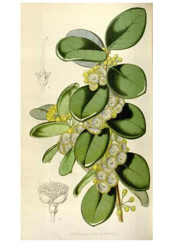 Reproducción/Reproduction 49643481651: Flore des serres et des jardins de l'Europe. A Gand :chez Louis van Houtte, eÌditeur,1845-1880.. 