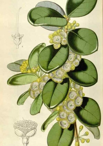Reproducción/Reproduction 49643481651: Flore des serres et des jardins de l'Europe. A Gand :chez Louis van Houtte, eÌditeur,1845-1880.. 