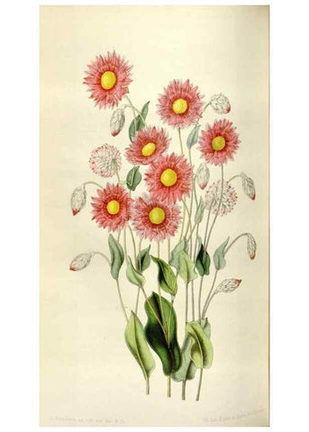 Reproducción/Reproduction 49642954733: Flore des serres et des jardins de l'Europe. A Gand :chez Louis van Houtte, eÌditeur,1845-1880.. 