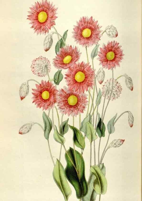 Reproducción/Reproduction 49642954733: Flore des serres et des jardins de l'Europe. A Gand :chez Louis van Houtte, eÌditeur,1845-1880.. 