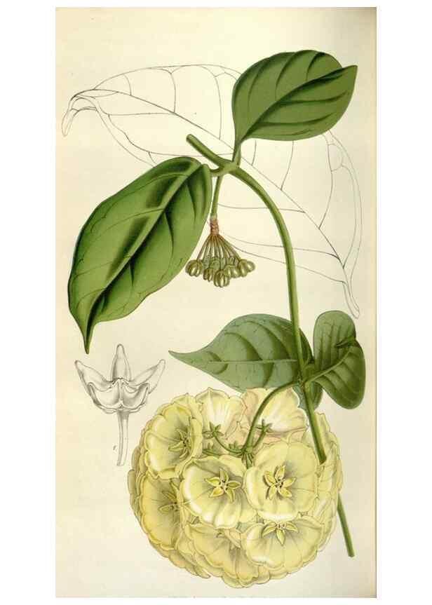 Reproducción/Reproduction 49642955078: Flore des serres et des jardins de l'Europe. A Gand :chez Louis van Houtte, eÌditeur,1845-1880.. 