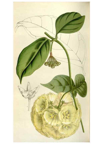Reproducción/Reproduction 49642955078: Flore des serres et des jardins de l'Europe. A Gand :chez Louis van Houtte, eÌditeur,1845-1880.. 