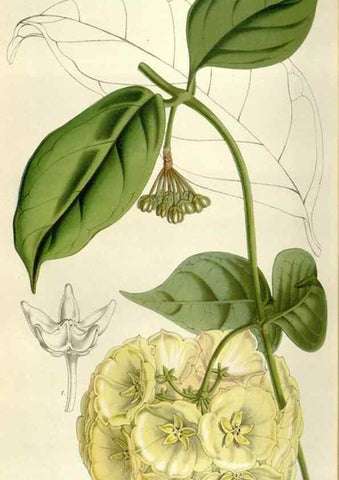 Reproducción/Reproduction 49642955078: Flore des serres et des jardins de l'Europe. A Gand :chez Louis van Houtte, eÌditeur,1845-1880.. 