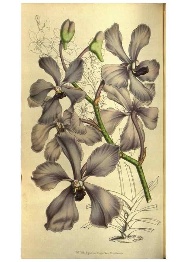 Reproducción/Reproduction 49642951353: Flore des serres et des jardins de l'Europe. A Gand :chez Louis van Houtte, eÌditeur,1845-1880.. 