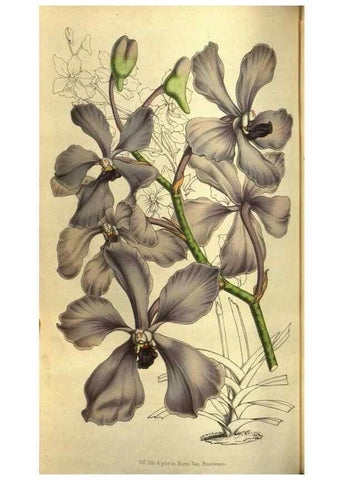 Reproducción/Reproduction 49642951353: Flore des serres et des jardins de l'Europe. A Gand :chez Louis van Houtte, eÌditeur,1845-1880.. 