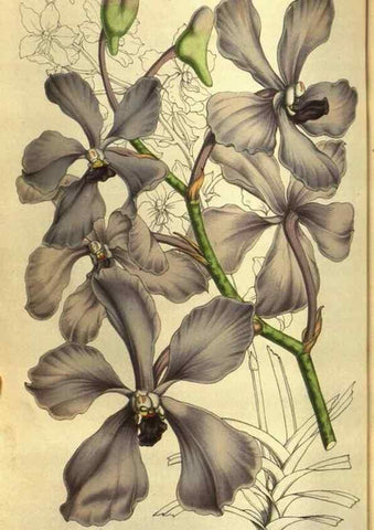 Reproducción/Reproduction 49642951353: Flore des serres et des jardins de l'Europe. A Gand :chez Louis van Houtte, eÌditeur,1845-1880.. 